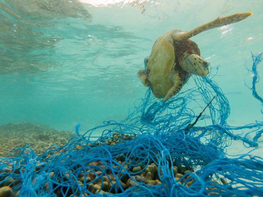 Inquinamento e animali: quali sono le principali conseguenze 