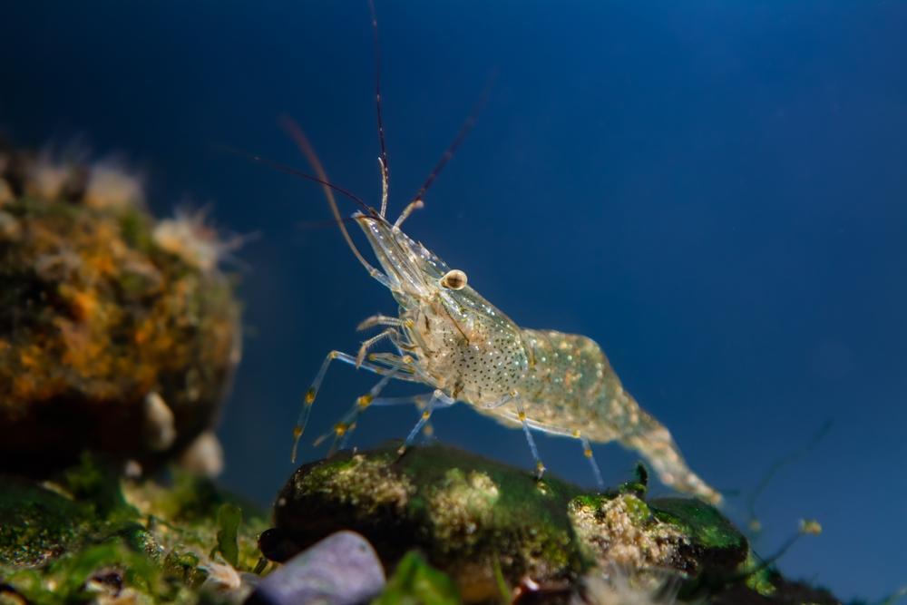 Scoperta nuova specie di gamberetto: si trova in Antartide e ci racconta i cambiamenti climatici