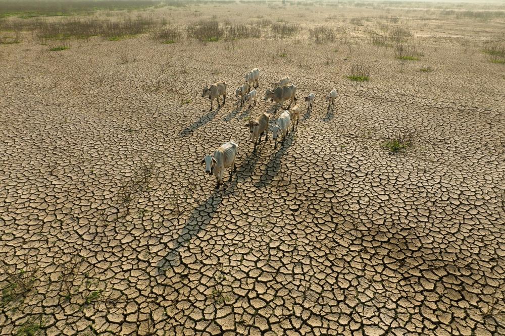 Biodiversità in pericolo: specie animali e vegetali minacciate dall’aumento delle temperature