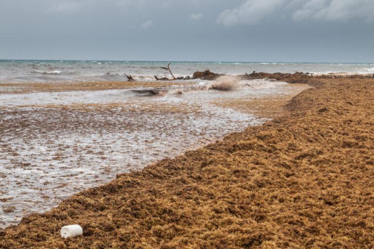 Adriatico sempre più caldo: l&#8217;esplosione di fioritura delle alghe mette a rischio l’ecosistema