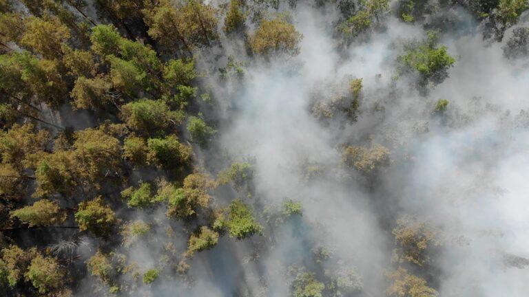 Piante che combattono smog e inquinamento: quali sono