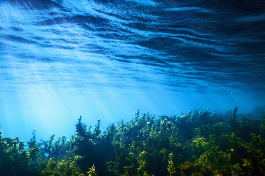 Allarme Ostreopsis: l’alga tossica torna a fiorire nell’Adriatico