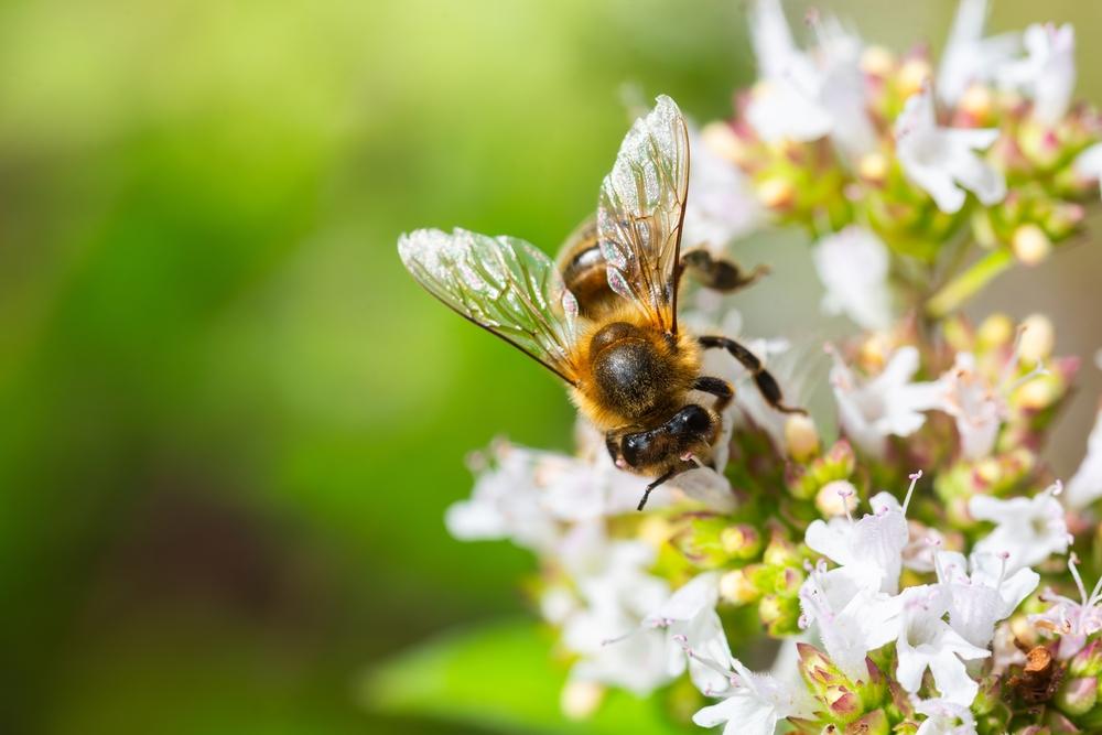 Api in città: nuovi indicatori naturali contro lo smog urbano