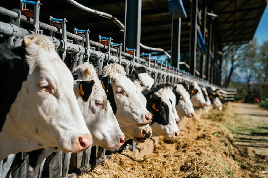 Tribunale spagnolo: inquinamento allevamenti viola diritti umani