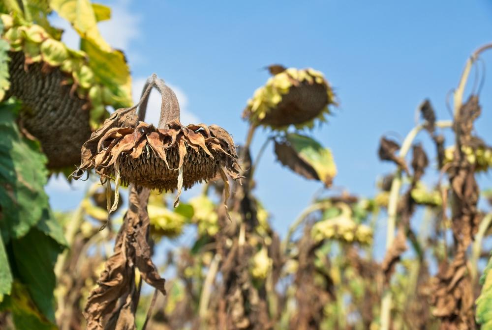 La proteina che protegge le piante dal caldo: ecco come aiuta