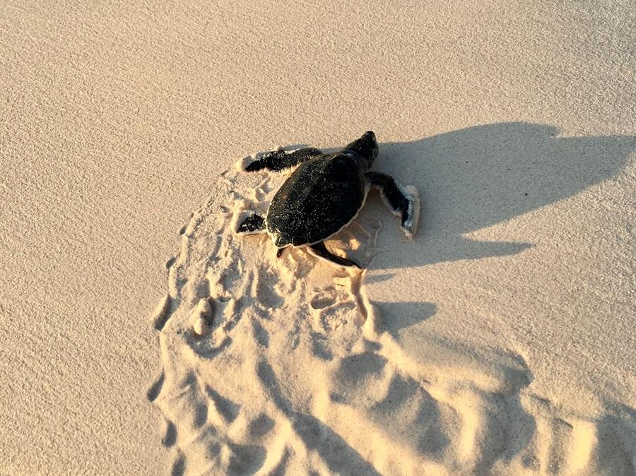 All’Asinara nascono 16 tartarughe: segnale positivo per l’ecosistema marino