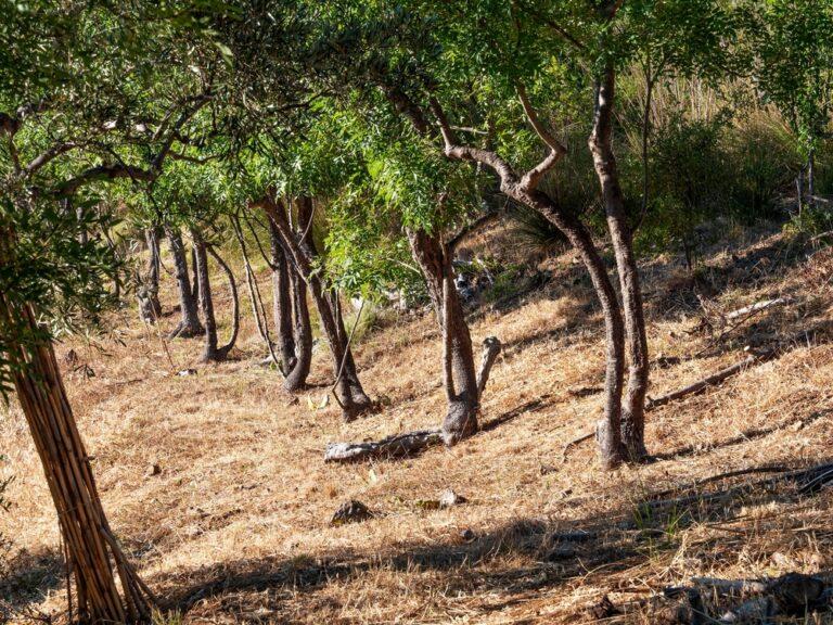 Foreste italiane a rischio: incendi record e clima