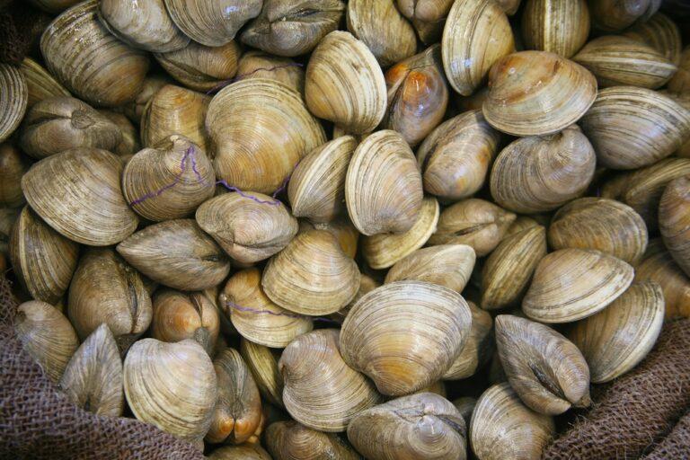 Vongole dell’Adriatico, l’UE conferma la deroga: cosa significa davvero per pescatori, ambiente e mercato